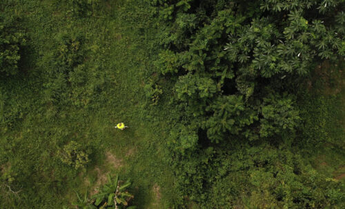 Argumentum Ornithologicum